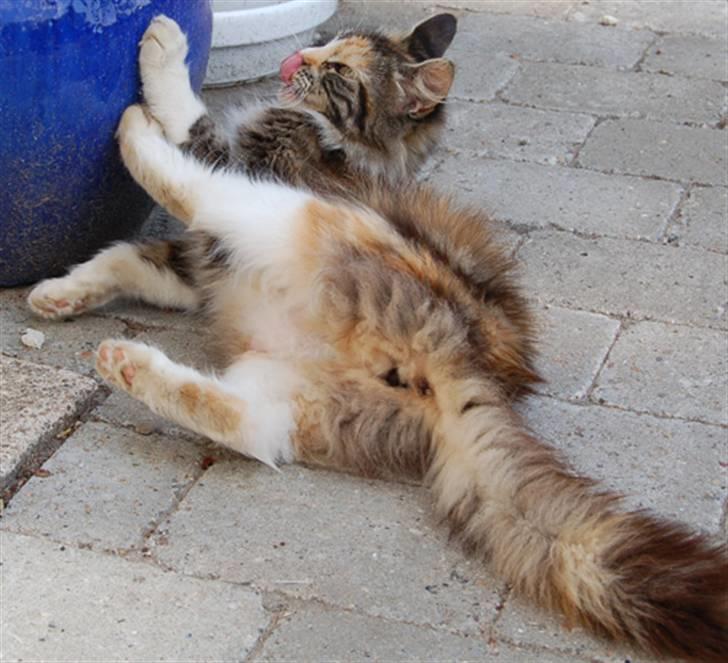 Norsk Skovkat Kisser billede 6