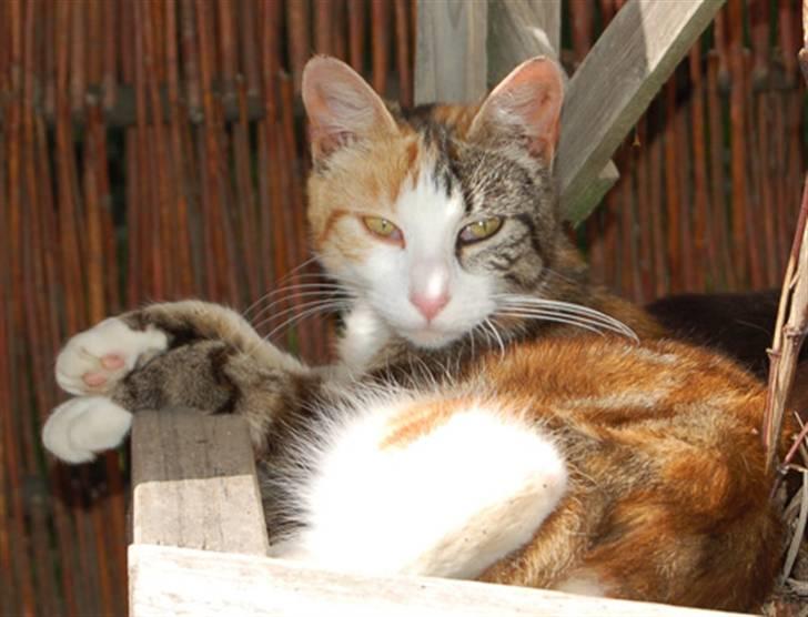 Norsk Skovkat Kisser - Kissers killing Pelle, fra 2006 <3 billede 7