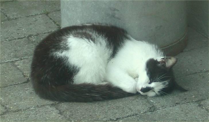 Huskat Hårbolle - Og så en lille lur... ;) billede 18