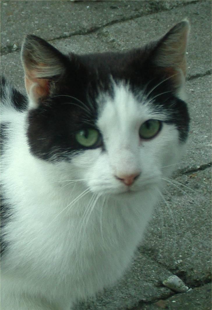 Huskat Pjevs billede 15