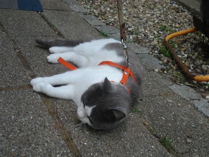 Huskat Kelly - OMG! Det er for hårdt det her .. billede 19