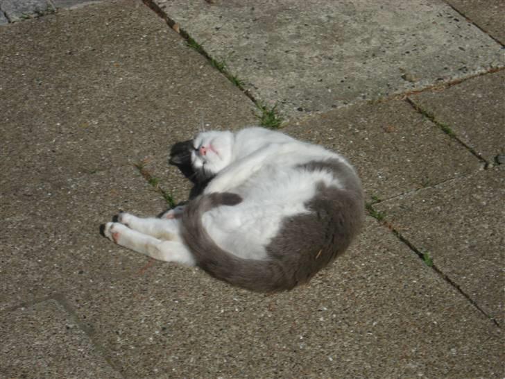 Huskat Kelly - Ahh dejlig solskin! billede 20