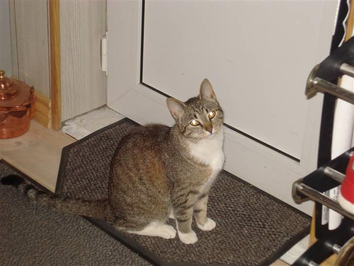 Huskat Katja - Luk mig uud! Dumme Isabella :( billede 15