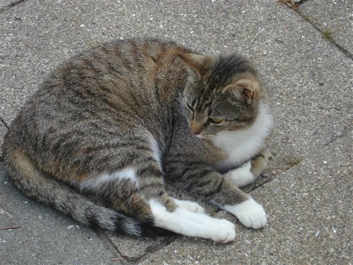 Huskat Katja - Jeg ligger lige så godt herude på terassen billede 16
