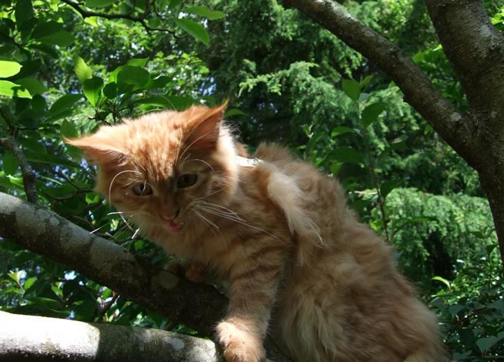 Maine Coon Chessy P - Uhh det er sjovt at komme med ud. billede 11