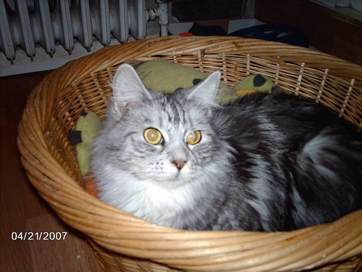 Maine Coon Troya billede 7