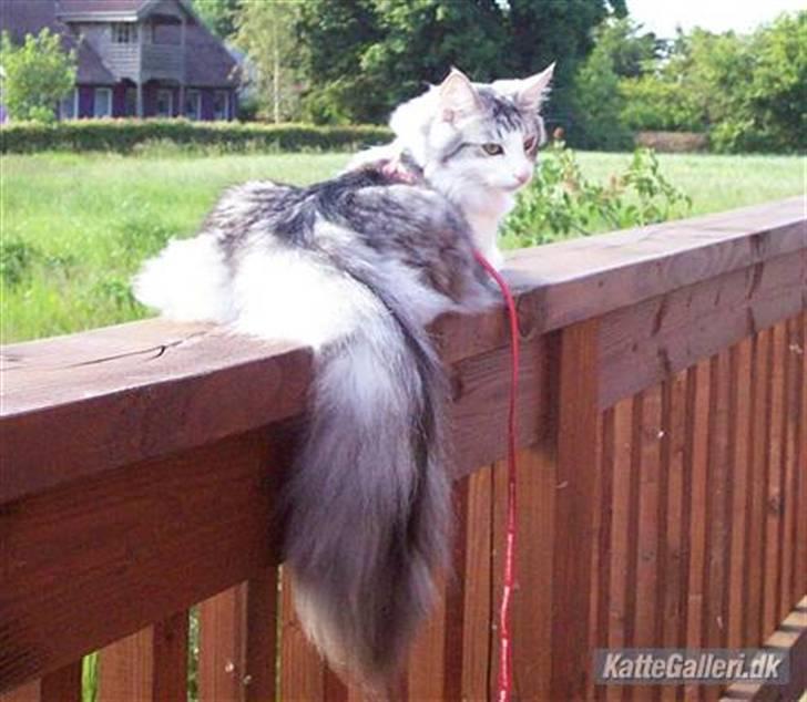 Norsk Skovkat Dolly billede 5