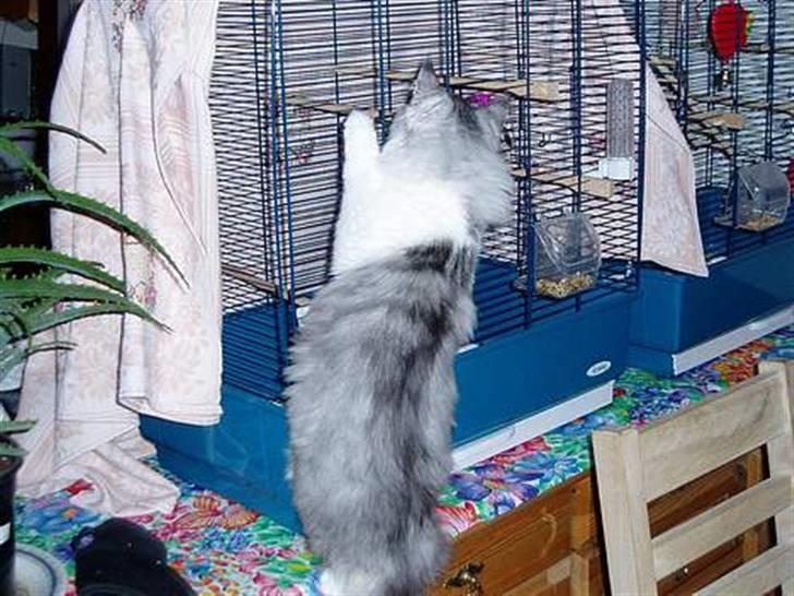 Norsk Skovkat Dolly - Dolly: Attack! :D Marika: neeed! :[ billede 7