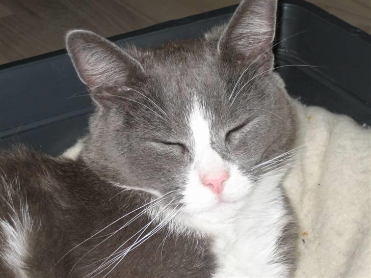 Blanding af racer Simba billede 8