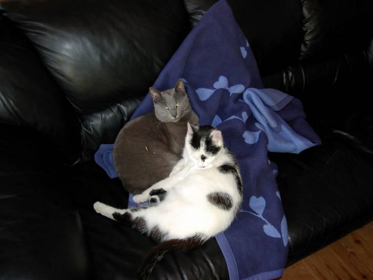 Blanding af racer Bettemis billede 1