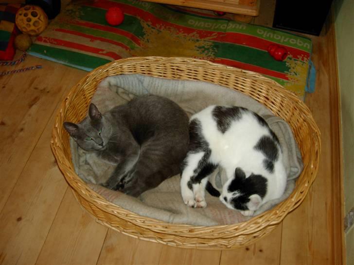 Blanding af racer Bettemis billede 2