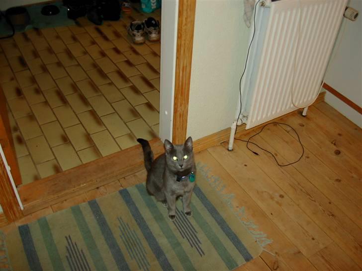 Blanding af racer Bettemis billede 3