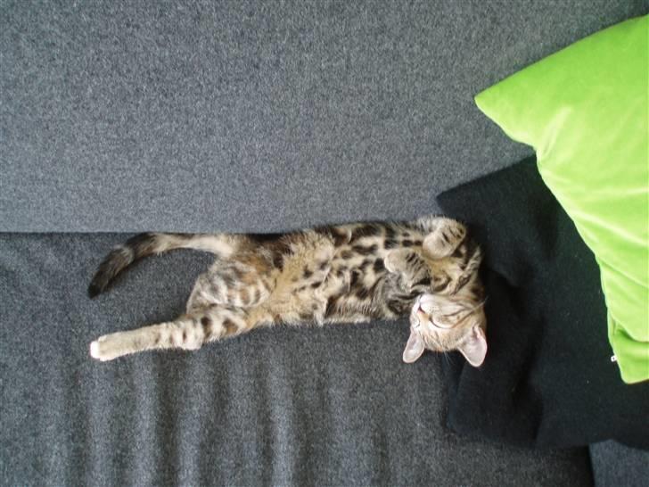 Huskat Agnes - Tager en lur på den dejlige sofa billede 1