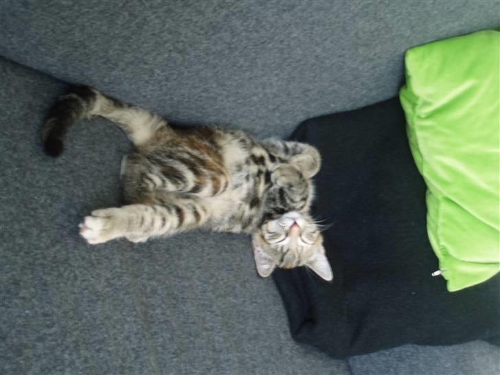 Huskat Agnes - Mmm sover stadig billede 2