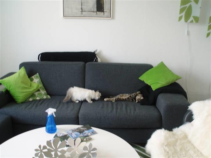 Huskat Agnes - Staci (Pistacie) undersøger hendes nye ven, hun syntes Agnes var lidt volsom i starten så hun gjorde oftest tilnærmelser når hun sov billede 3