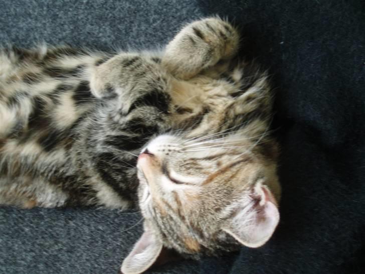 Huskat Agnes - Agnes er bare nemmest at tage billeder af når hun sover, normalt løber hun så stærkt at billederne bliver uskarpe billede 4