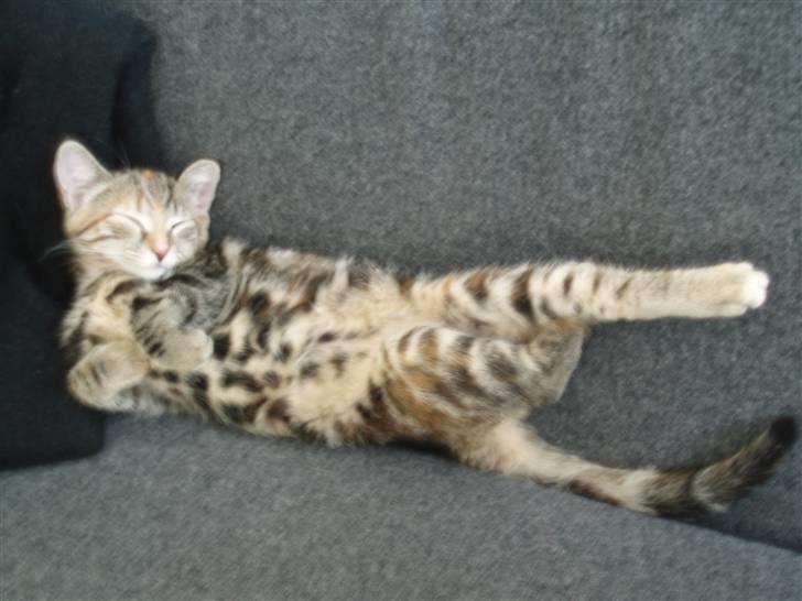 Huskat Agnes - ZZZZZZZZZZZZZZZZZ billede 5