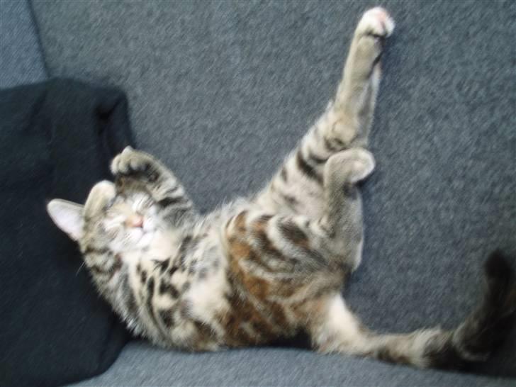 Huskat Agnes - Så stopper det pjat altså, kan du ikke se jeg ikke gider billede 6