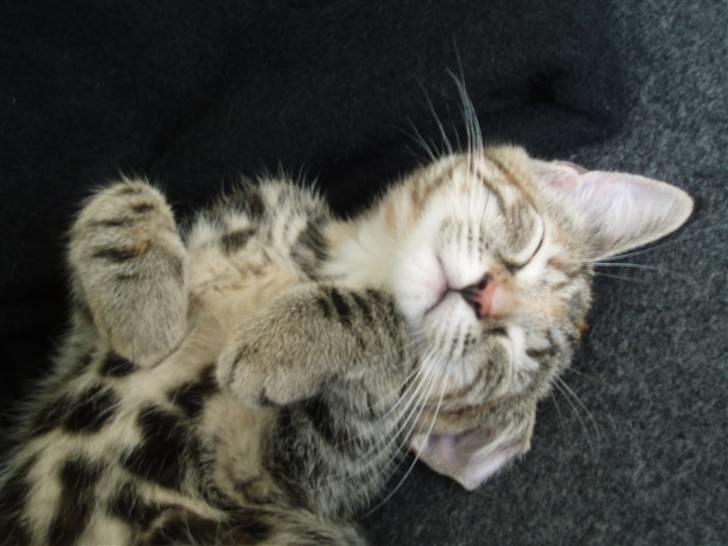 Huskat Agnes - Så pyt da billede 7