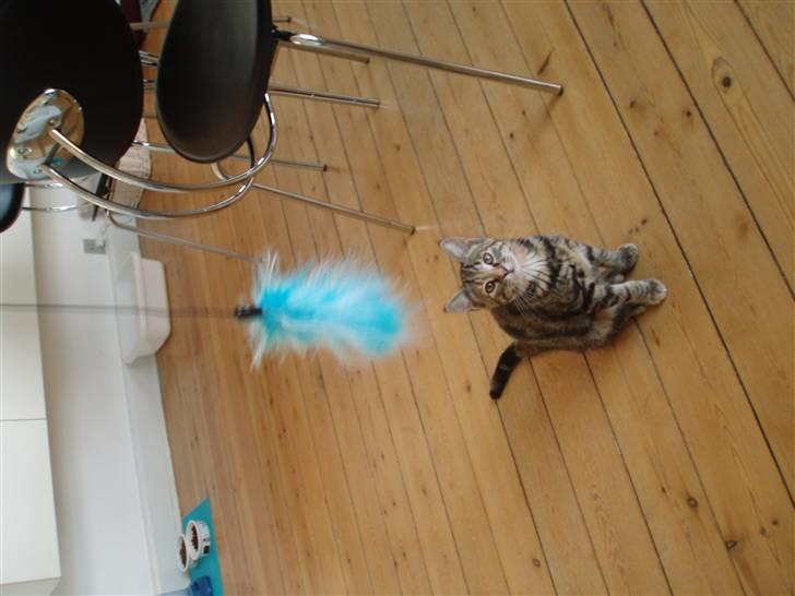 Huskat Agnes - Arh dejligt, Agnes undersøger den nye drillepind billede 8