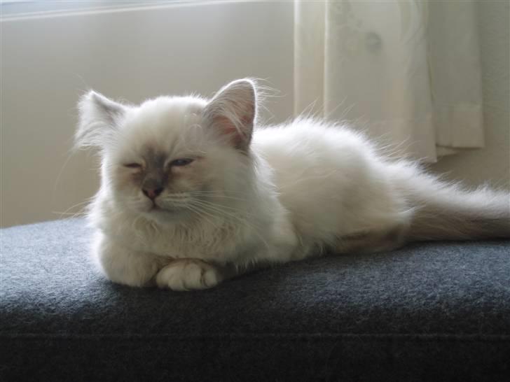 Hellig Birma Pistacie ( Khin-Mya´s) - Jeg er bare så cool billede 5