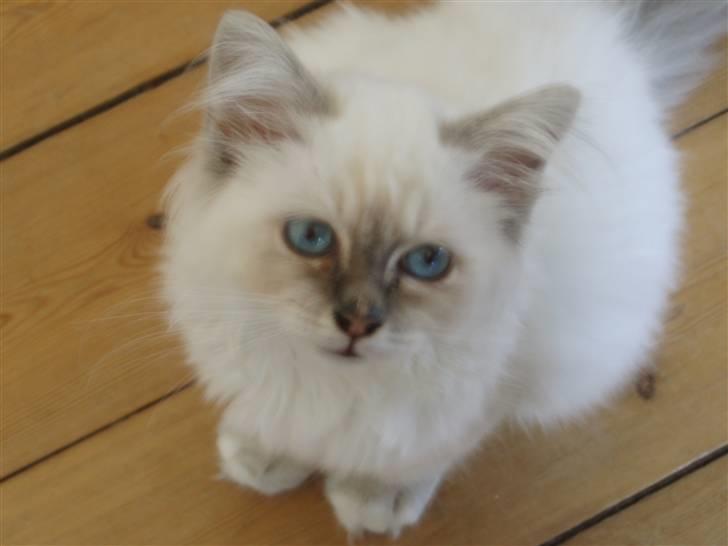 Hellig Birma Pistacie ( Khin-Mya´s) - Ind i mine øjne så blå, så blå som dybe hav vi sejler på, denne gang....... mine øjne er så blå billede 6