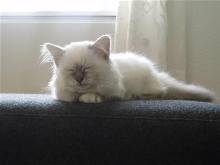 Hellig Birma Pistacie ( Khin-Mya´s) - Dejligt med en lur i solskinnet billede 7