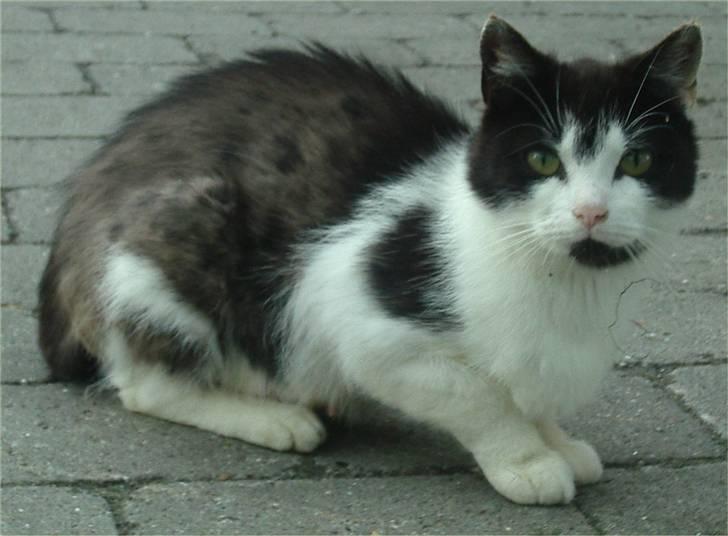 Huskat Tabita billede 6