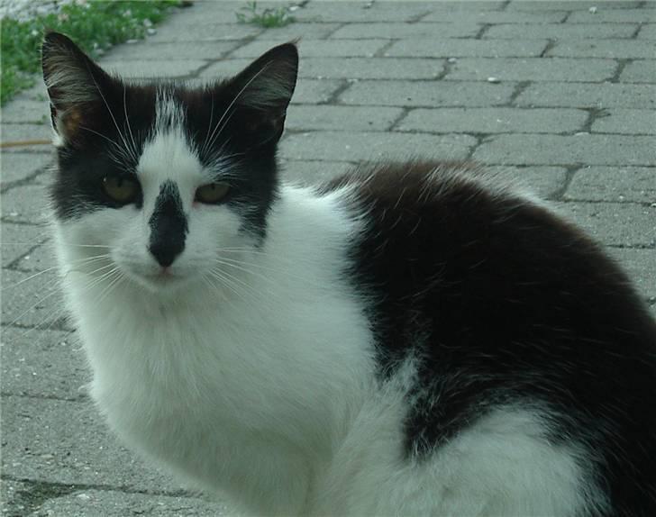 Huskat Hårbolle billede 19