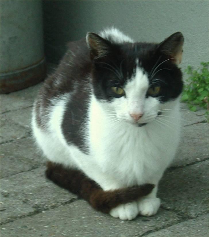 Huskat Plet billede 17