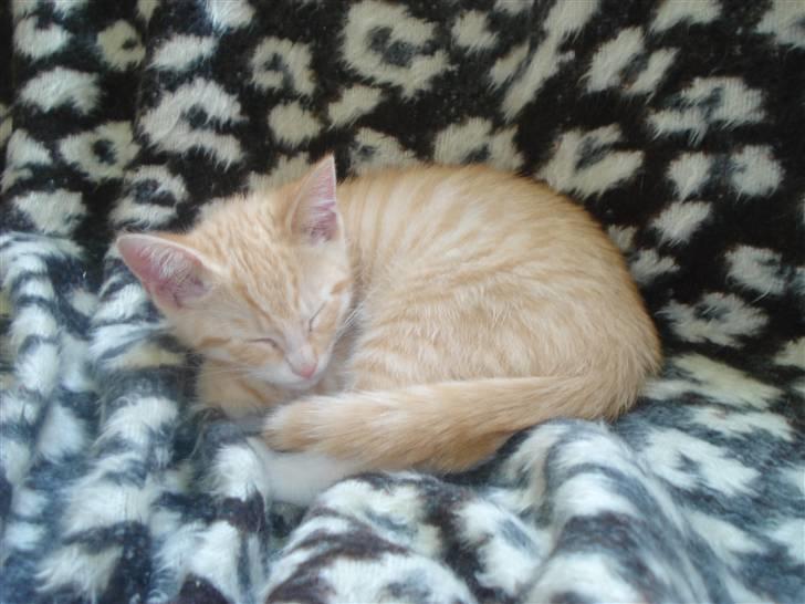 Huskat Frøken Futte - Mmm.. her ligger jeg jo godt, en der gider og nusse mig?? billede 1