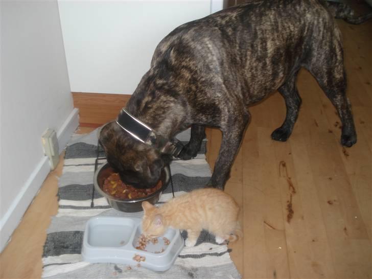 Huskat Frøken Futte - Så er det med at spise, inden Buller spiser mit mad... hihi billede 2