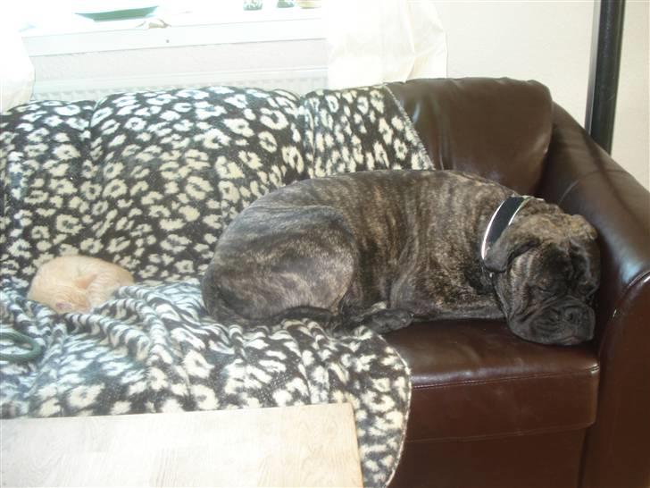 Huskat Frøken Futte billede 3