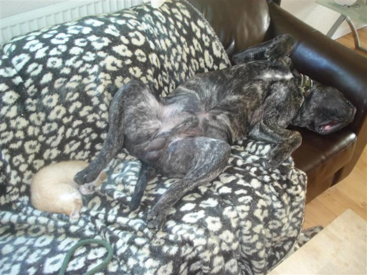 Huskat Frøken Futte - Lidt træt er man vel altid... billede 4