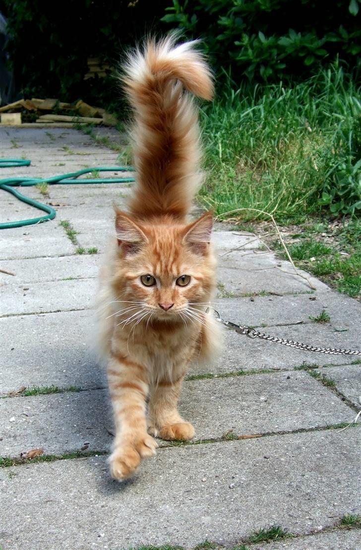 Maine Coon Chessy P billede 12