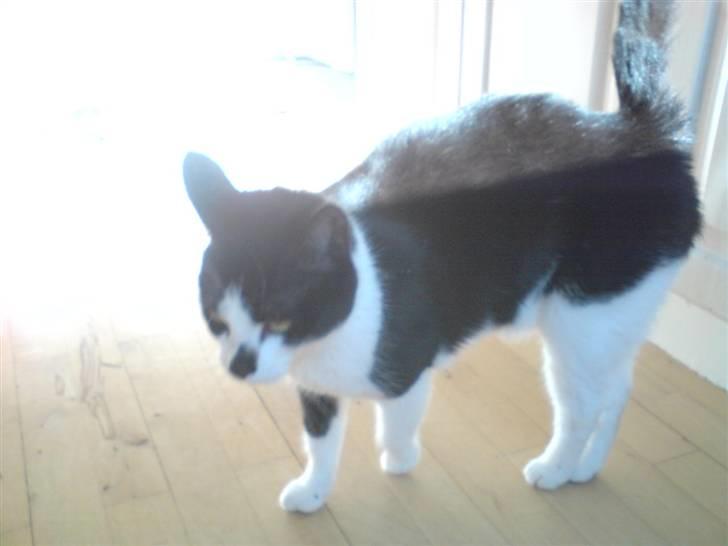 Huskat Kitty  - der var vidst lige lovligt lyst der :- P billede 6