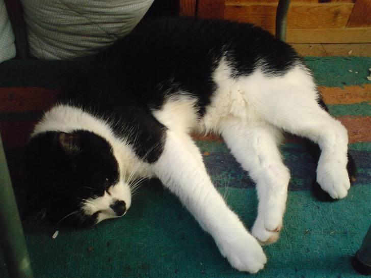 Huskat Kitty  - Det er dejligt at ligge på altanen når der er varmt... : ) billede 7