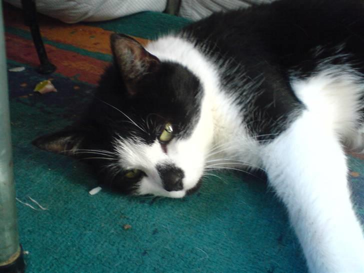 Huskat Kitty  - jah, her kigger hun med sine smukke øjne : )  billede 8