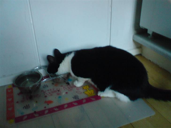 Huskat Kitty  - maad... selvom det dog ikke er Pussi, er det alligevel godt! billede 9