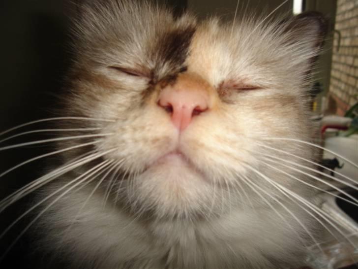 Hellig Birma Søsser - Eeh hva? billede 8