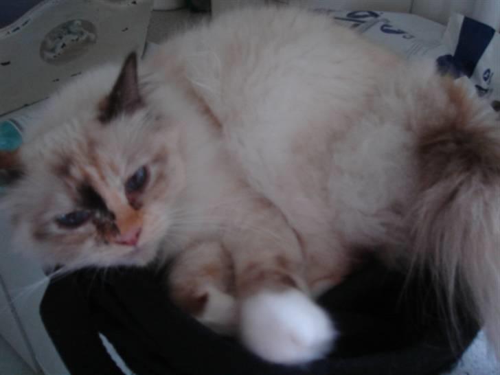 Hellig Birma Søsser - SøsSeer der liqqer ii en Cykeel Kurv :D billede 9