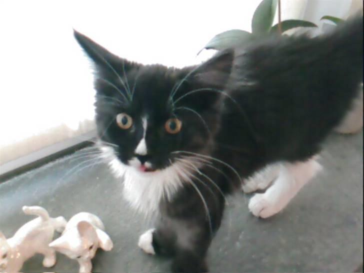 Maine Coon Ditacas Malou * SÆLGES* - hva er det du laver mor... billede 1