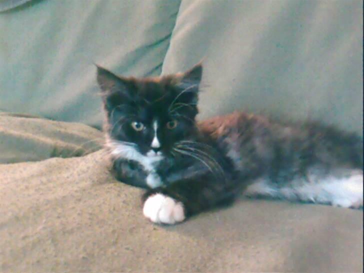 Maine Coon Ditacas Malou * SÆLGES* - det kan godt være hårdt og vågne efter en go lur på sofaen billede 2