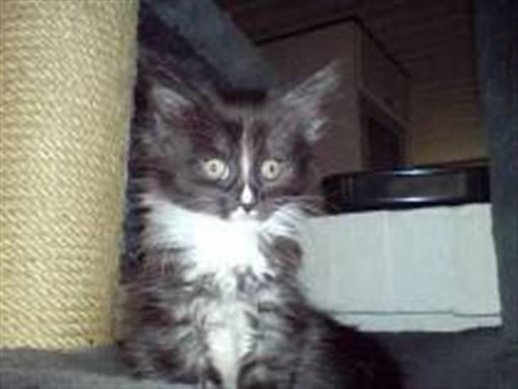 Maine Coon Ditacas Malou * SÆLGES* - malou 11uger gammel billede 3