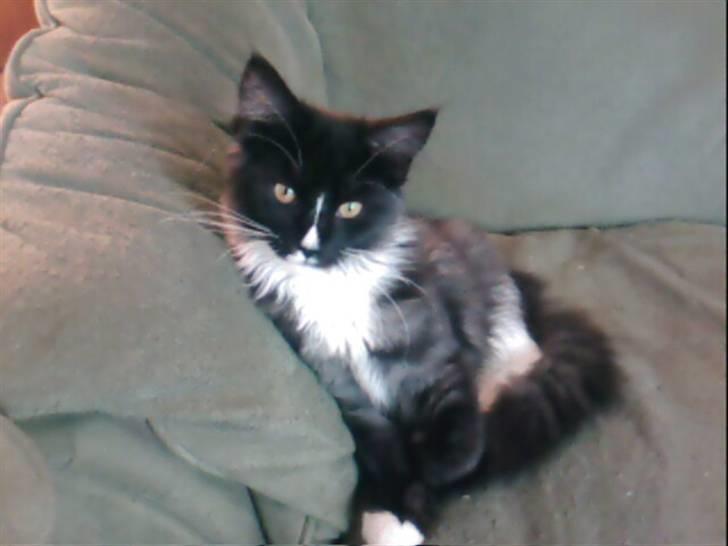 Maine Coon Ditacas Malou * SÆLGES* - siddder og charmer sig ind... billede fra d. 19/6-07 billede 4