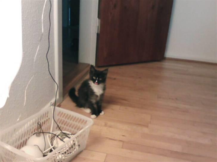 Maine Coon Ditacas Malou * SÆLGES* - kom og gi mig mad... jeg venter.....! billede 5