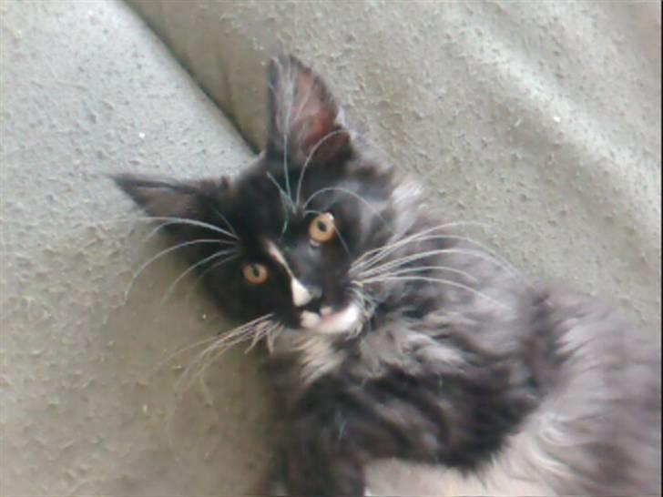 Maine Coon Ditacas Malou * SÆLGES* - kom og nus lidt med mig billede 6