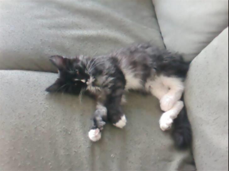 Maine Coon Ditacas Malou * SÆLGES* - er bare såååå træt billede 7