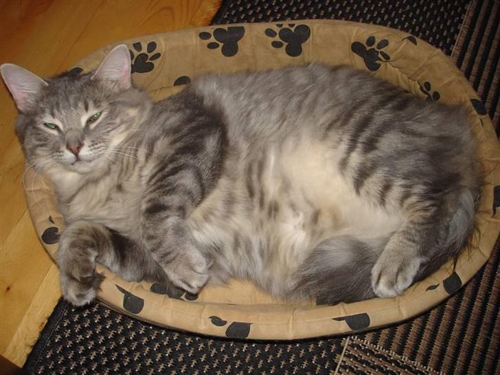 Blanding af racer Nova  - Hmm hygge  billede 7