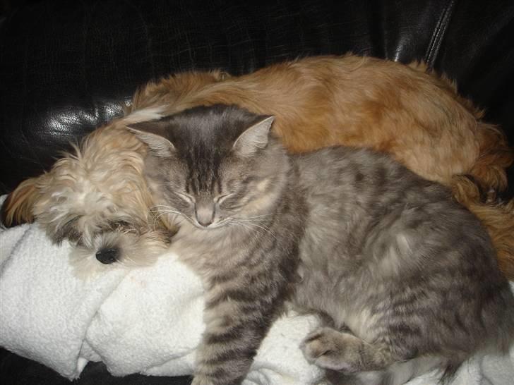 Blanding af racer Nova  - Ja , her sover vi sammen ..... billede 8